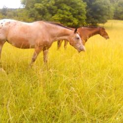 Tournon Autour Du Cheval