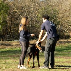 Training Dog