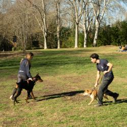 Training Dog