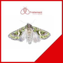 Traitement Mites Professionnel