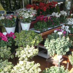 Trastour Fleurs