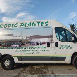 Tropic Plantes