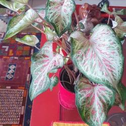 Tropic Plantes