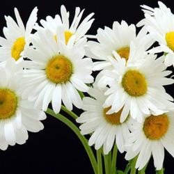 Un Adour De Fleurs
