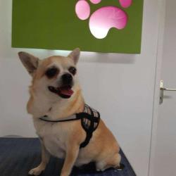Un Air De Chien