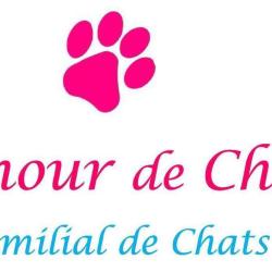 Un Amour De Chaton