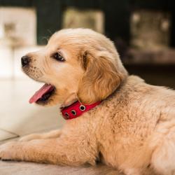 Un Amour De Chien