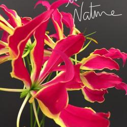 Un Brin Nature