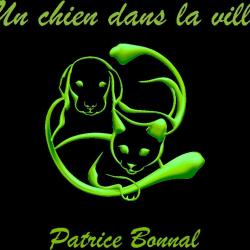 Un Chien Dans La Ville