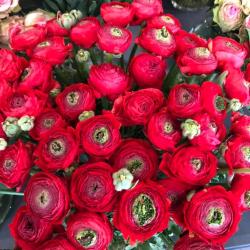 Utrillo Fleurs