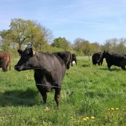 Vache Et Compagnie