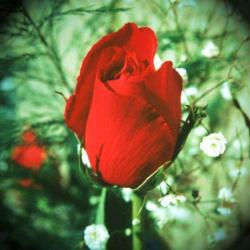 Valdoly Fleurs