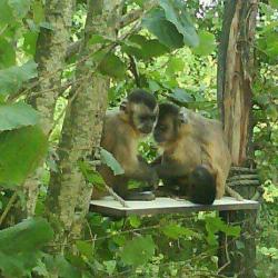 La Vallée Des Singes