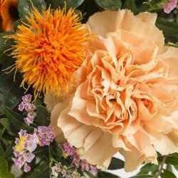 Fleurs