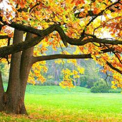 Vert Paysages