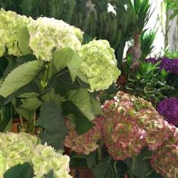 Vertiges Fleurs