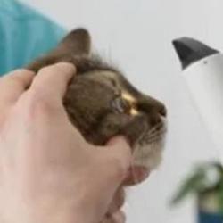 Vet Vision