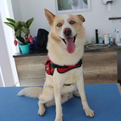 Veterinaire De La Rocade