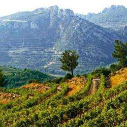 Vignerons De Balma Venitia