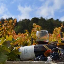 Vignoble à Fixin - Domaine Armelle Et Jean-michel Molin