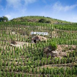 Vignoble De Boisseyt