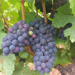Vignoble Perras