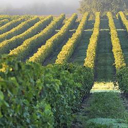 Vignobles Bertrand