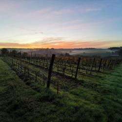 Vignobles Boissonneau