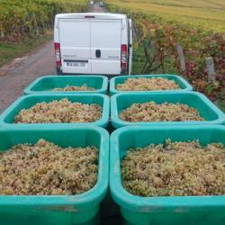 Vins D'alsace Armand Landmann