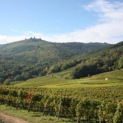 Vins D'alsace Freudenreich Jean-luc