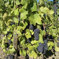 Vins D'alsace Mosbach
