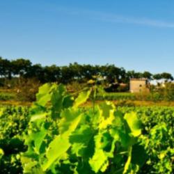 Vins De Chateaux En Direct