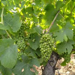 Vins Hirtz Edy