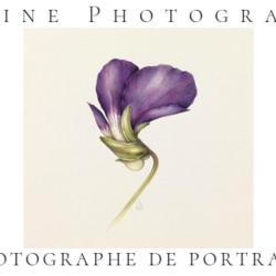 Violine Photographie