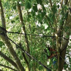 Vital' Arbres
