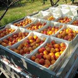 Le Village Des Producteurs