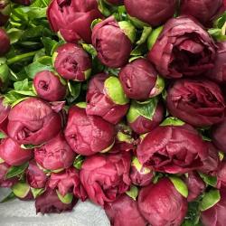 Vivaldi Fleurs