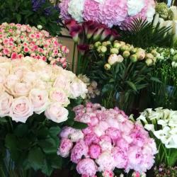 Vogel Fleurs-fanny Saga