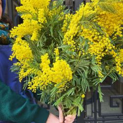 Voici Des Fleurs