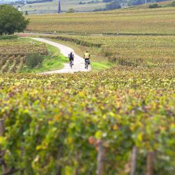 Voie Des Vignes
