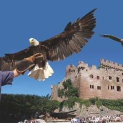 Volerie Des Aigles