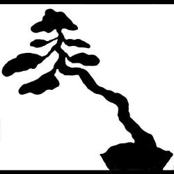 Wabi Sabi Bonsaï