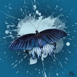 Web-disegno