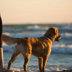 Wouf Chien