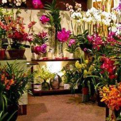 Yannick Vincent Orchideiste
