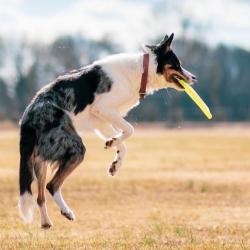 Zenpup - éducateur Canin à Rennes