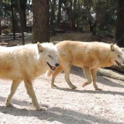 Zoo De La Flèche
