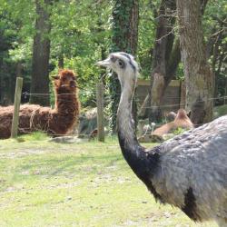 Zoo De La Flèche