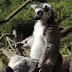 Zoo De La Flèche