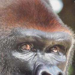 Zoo De La Palmyre